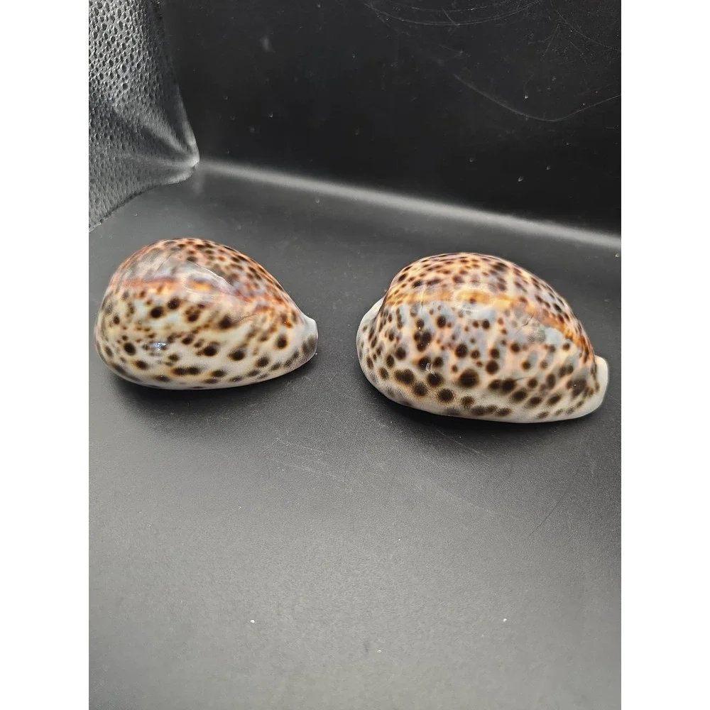 Tiger Cowrie Cypraea Tigris Leopard Pattern Seashell 3 & 3.5 Inches Shells